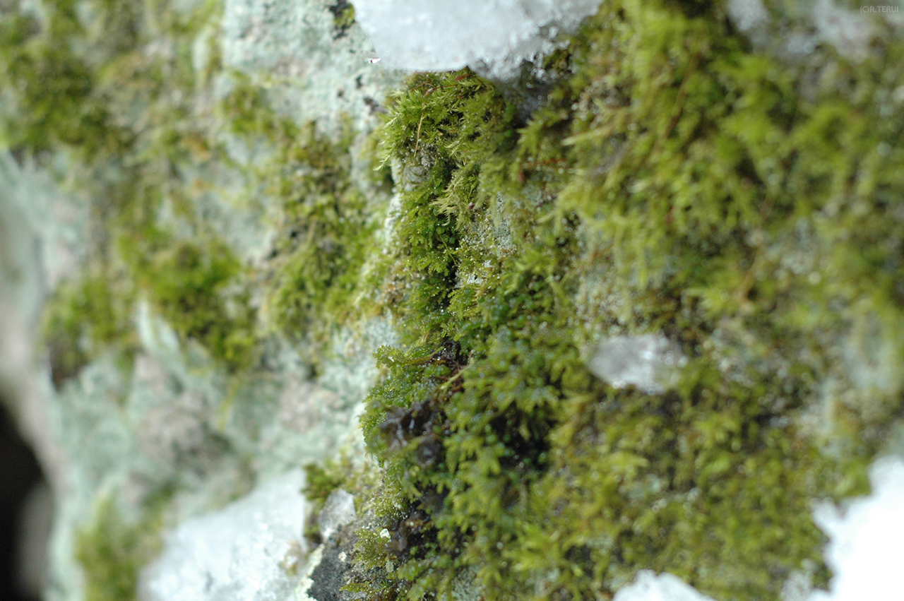 山寺　写真4　凍てつく苔