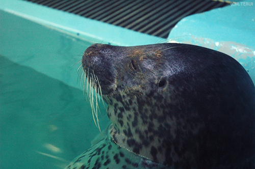 マリンピア松島水族館　アザラシ