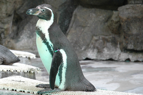 マリンピア松島水族館　ペンギン