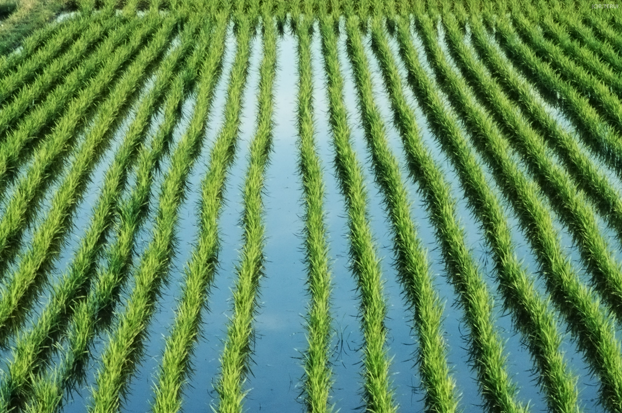 岩沼　写真4　田　緑の稲