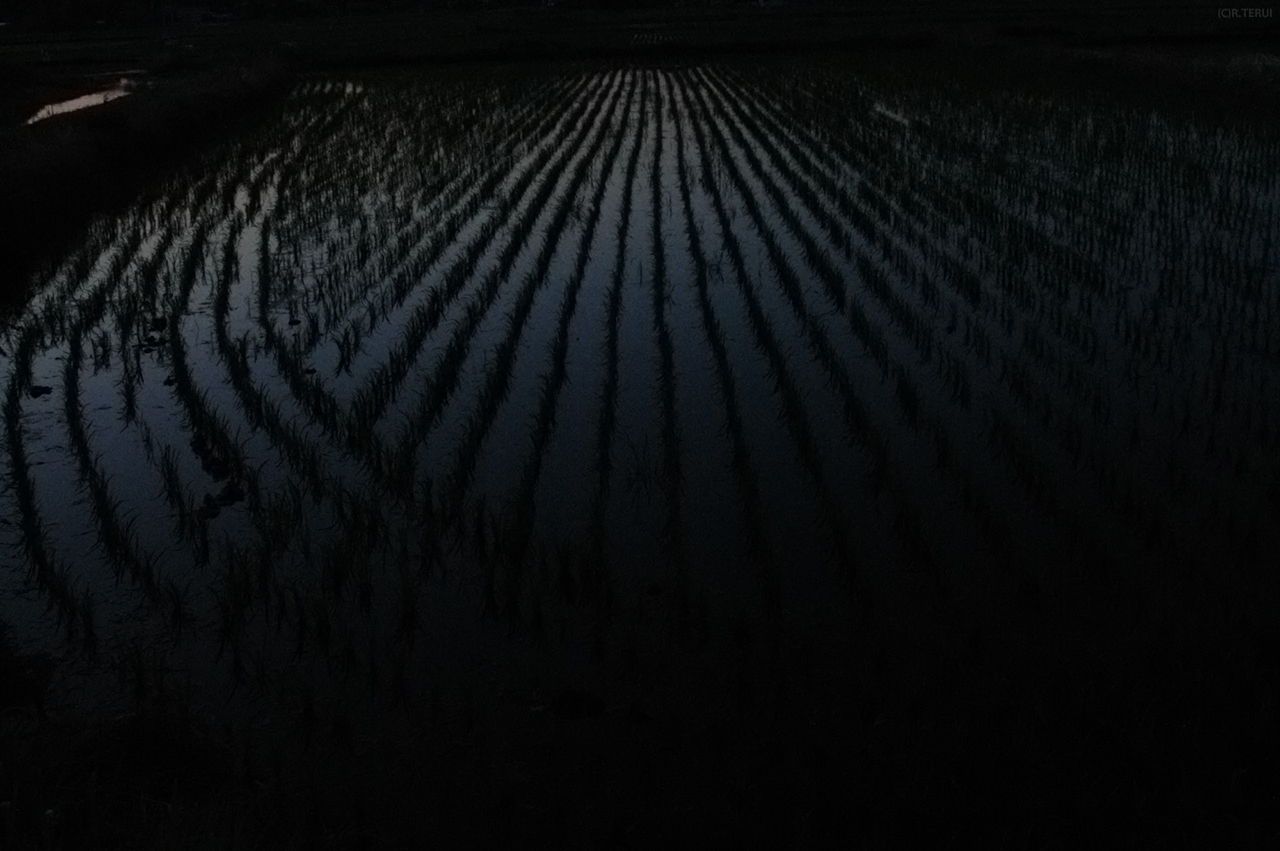 岩沼　写真12　暗くなった田