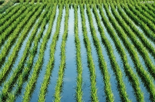 岩沼　写真4