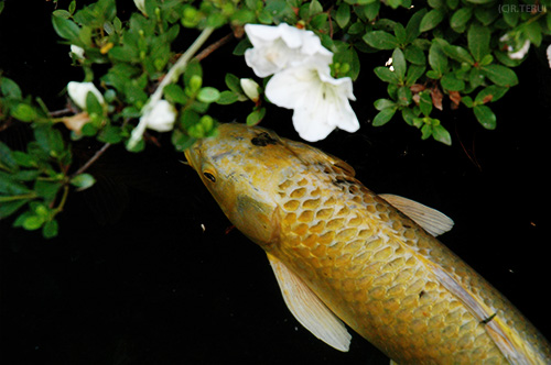 金蛇水神社　黄金錦鯉と花