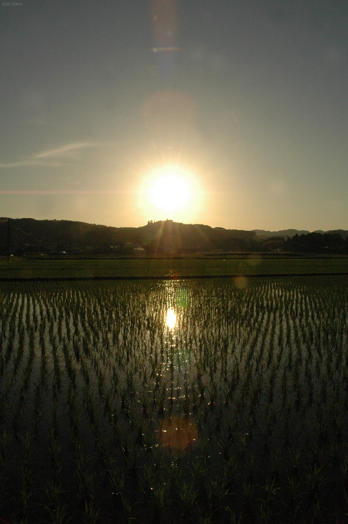 夕陽と田んぼ