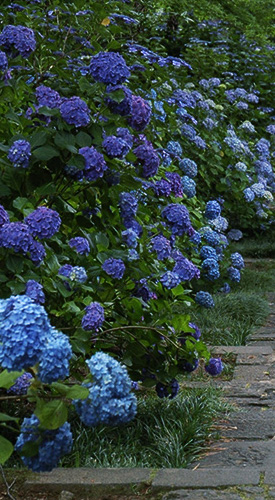 資福寺　2015.7.6