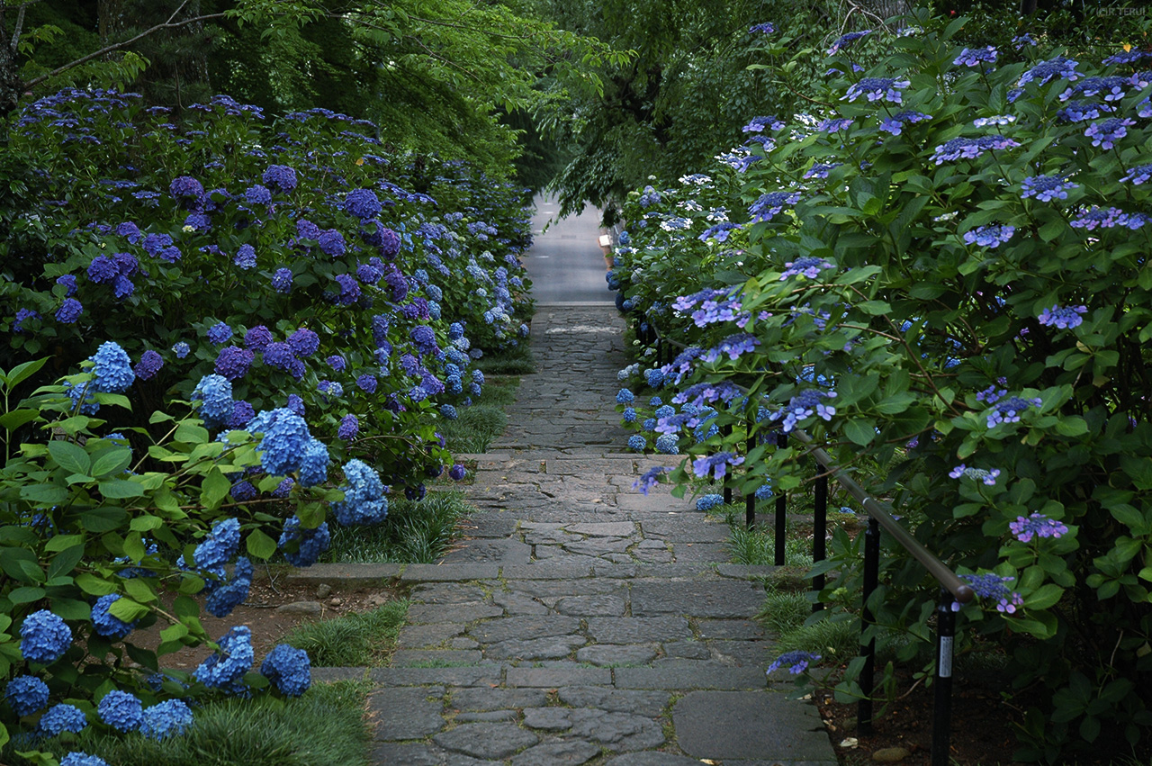 資福寺　写真1　石段の紫陽花