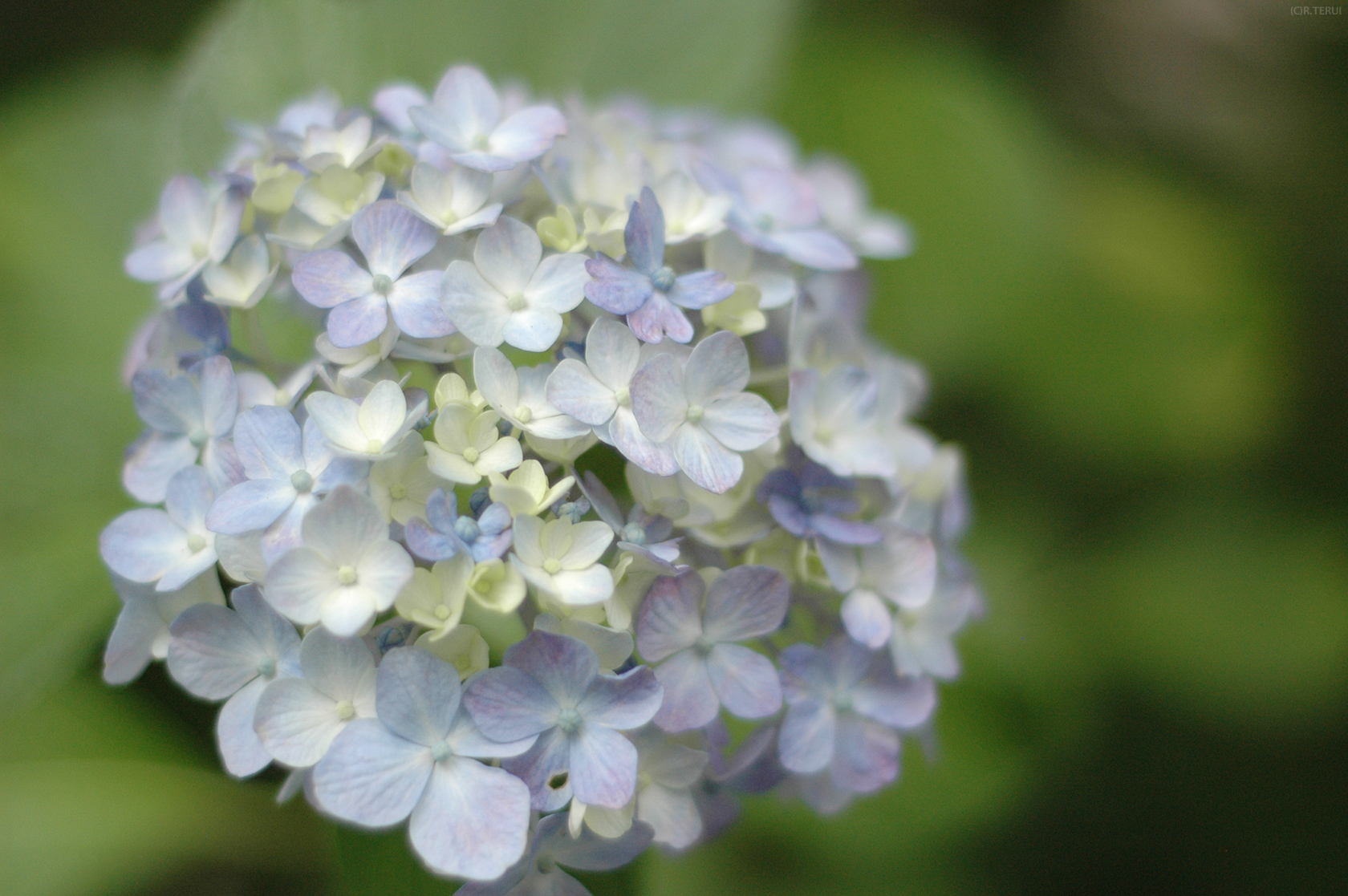 資福寺　写真2　紫陽花あじさい