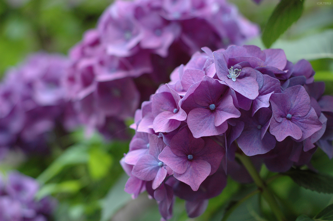 資福寺　写真3　紫陽花あじさい