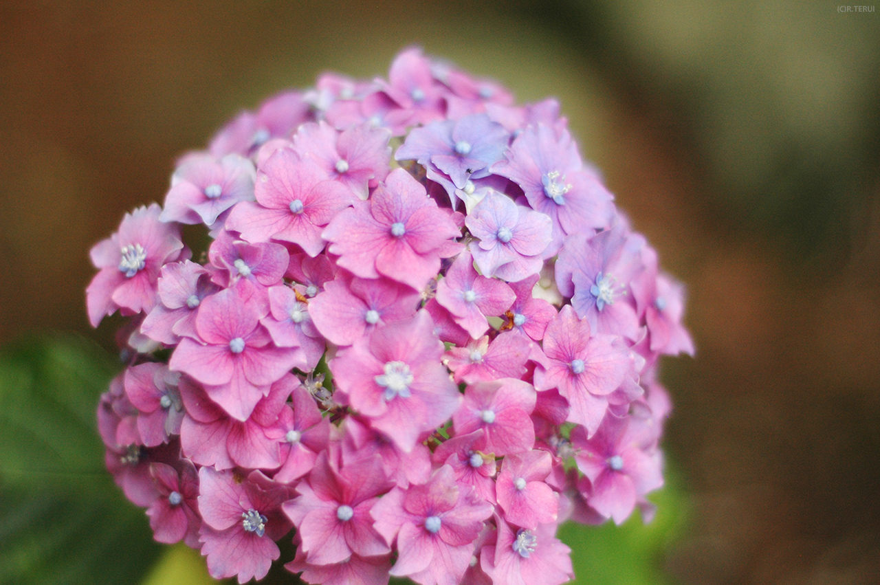 資福寺　写真5　紫陽花あじさい