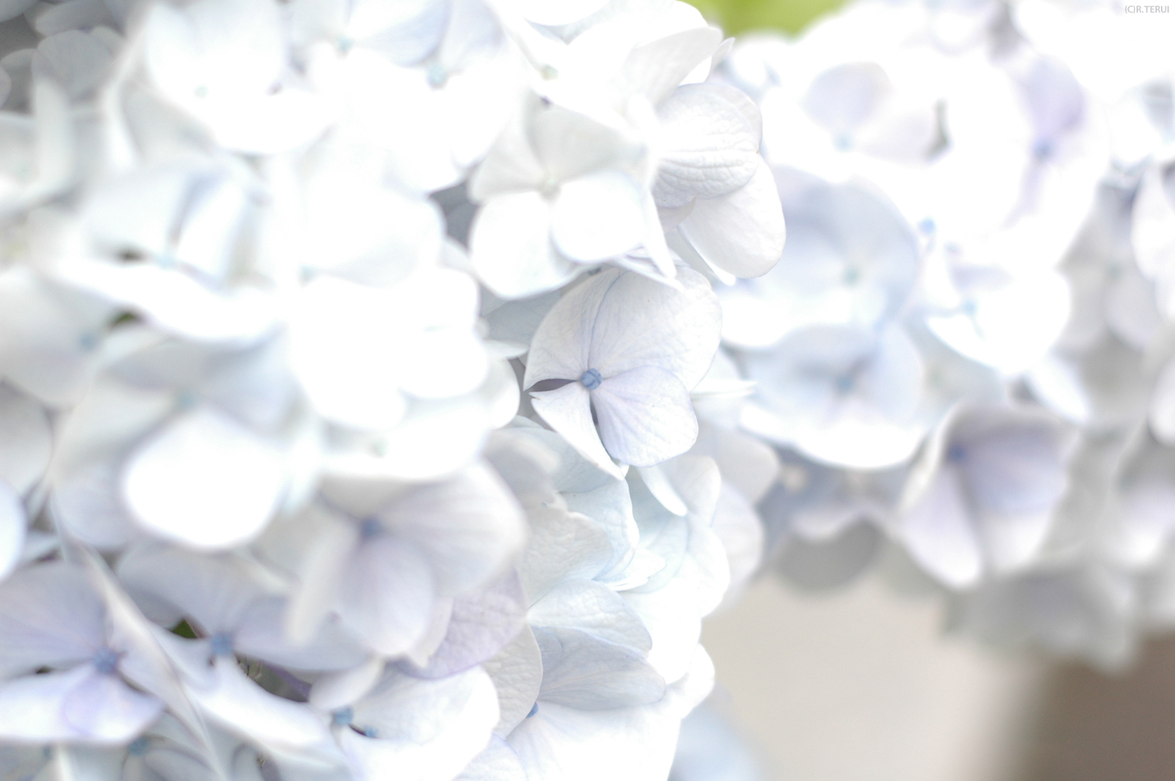 資福寺　写真7　紫陽花あじさい　白