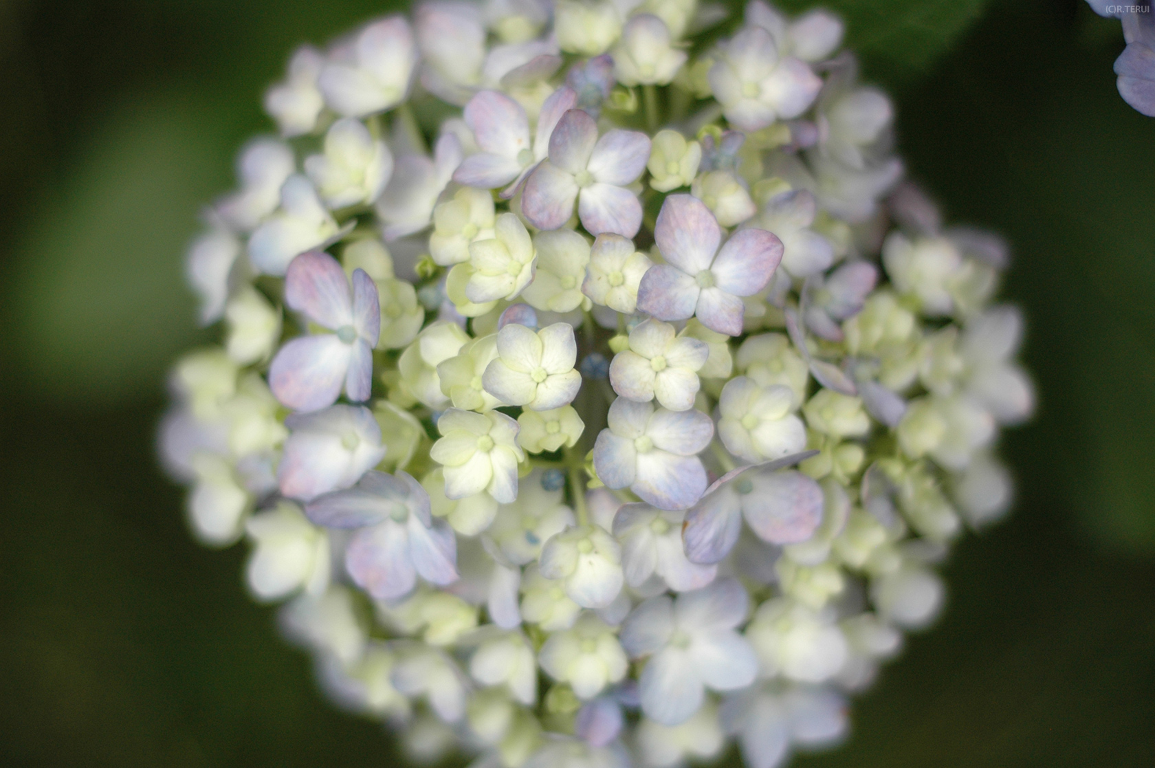 資福寺　写真8　紫陽花あじさい