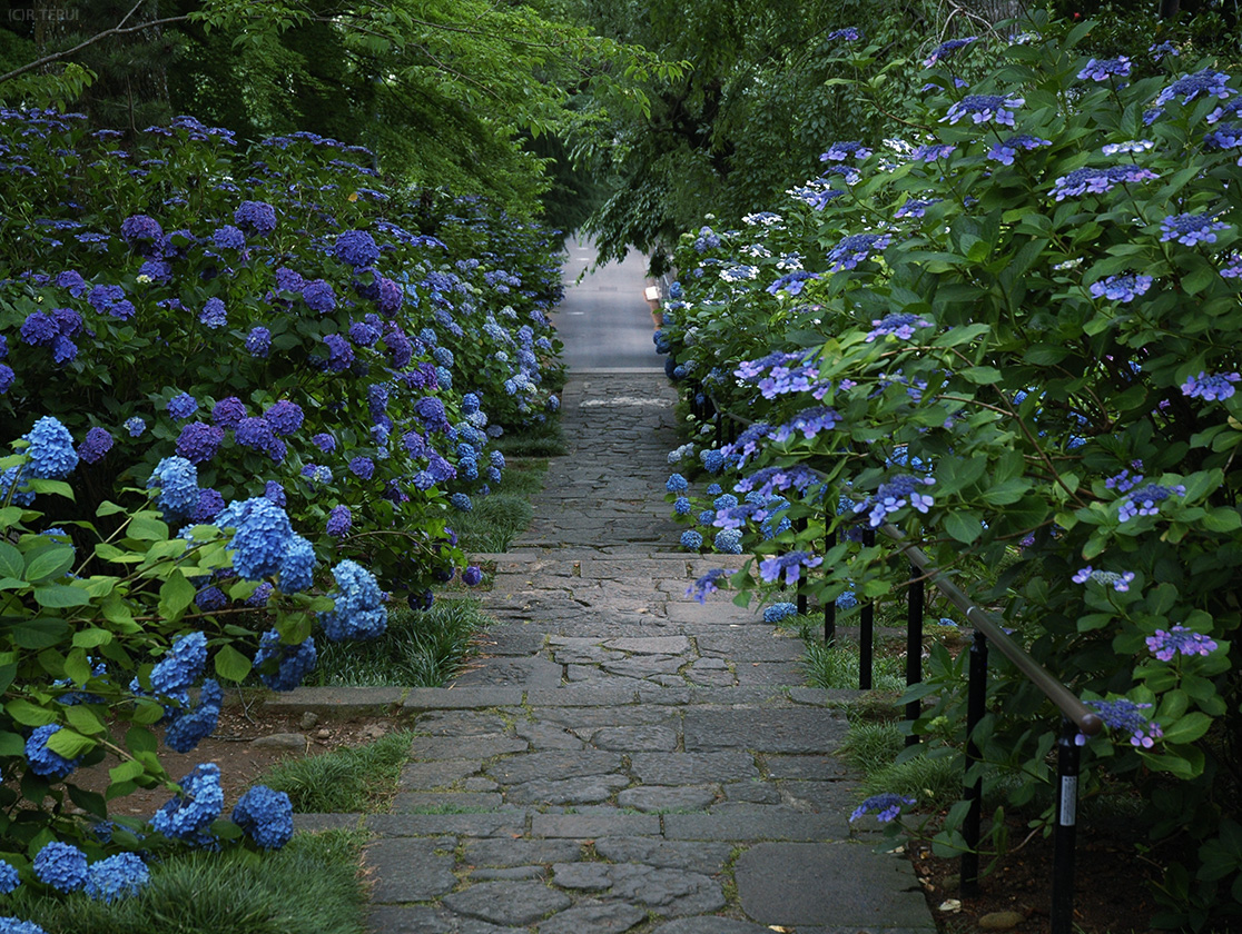 参堂　石段の紫陽花