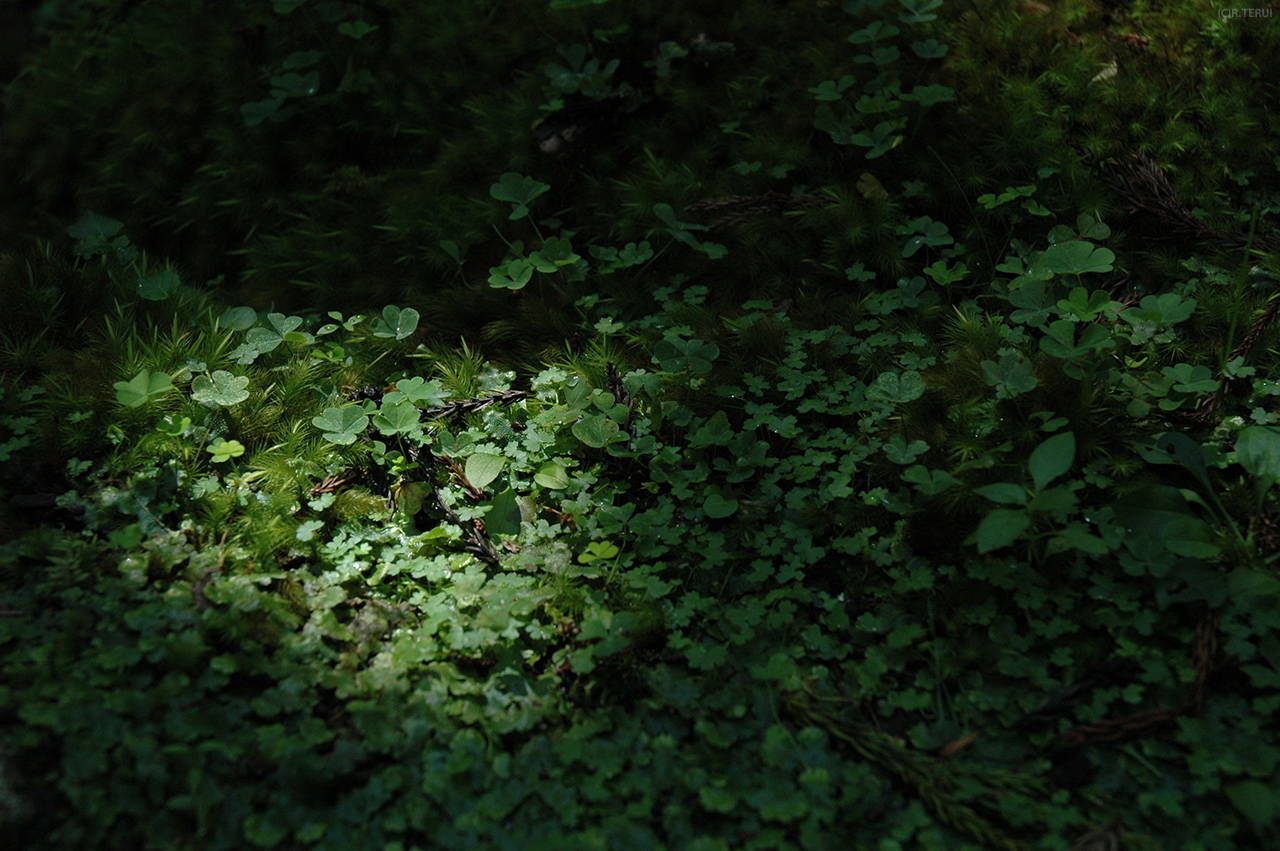 羽黒山　写真12　緑に落ちる光