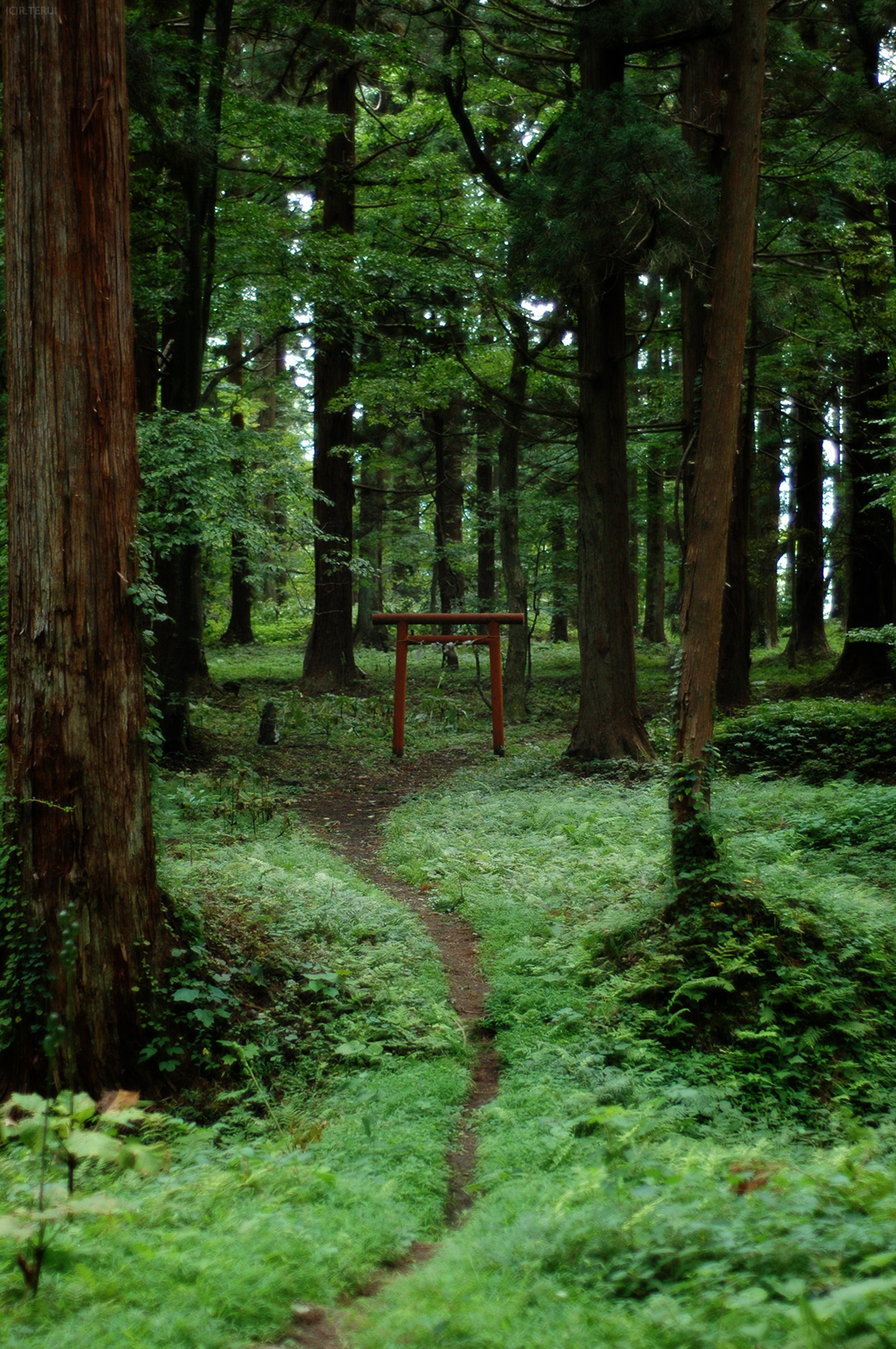 御本坊平のたたずむ鳥居