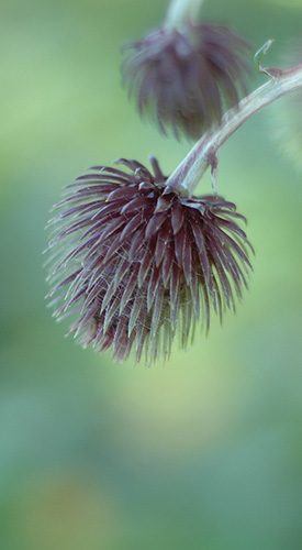 仙台市野草園　2015.9.20