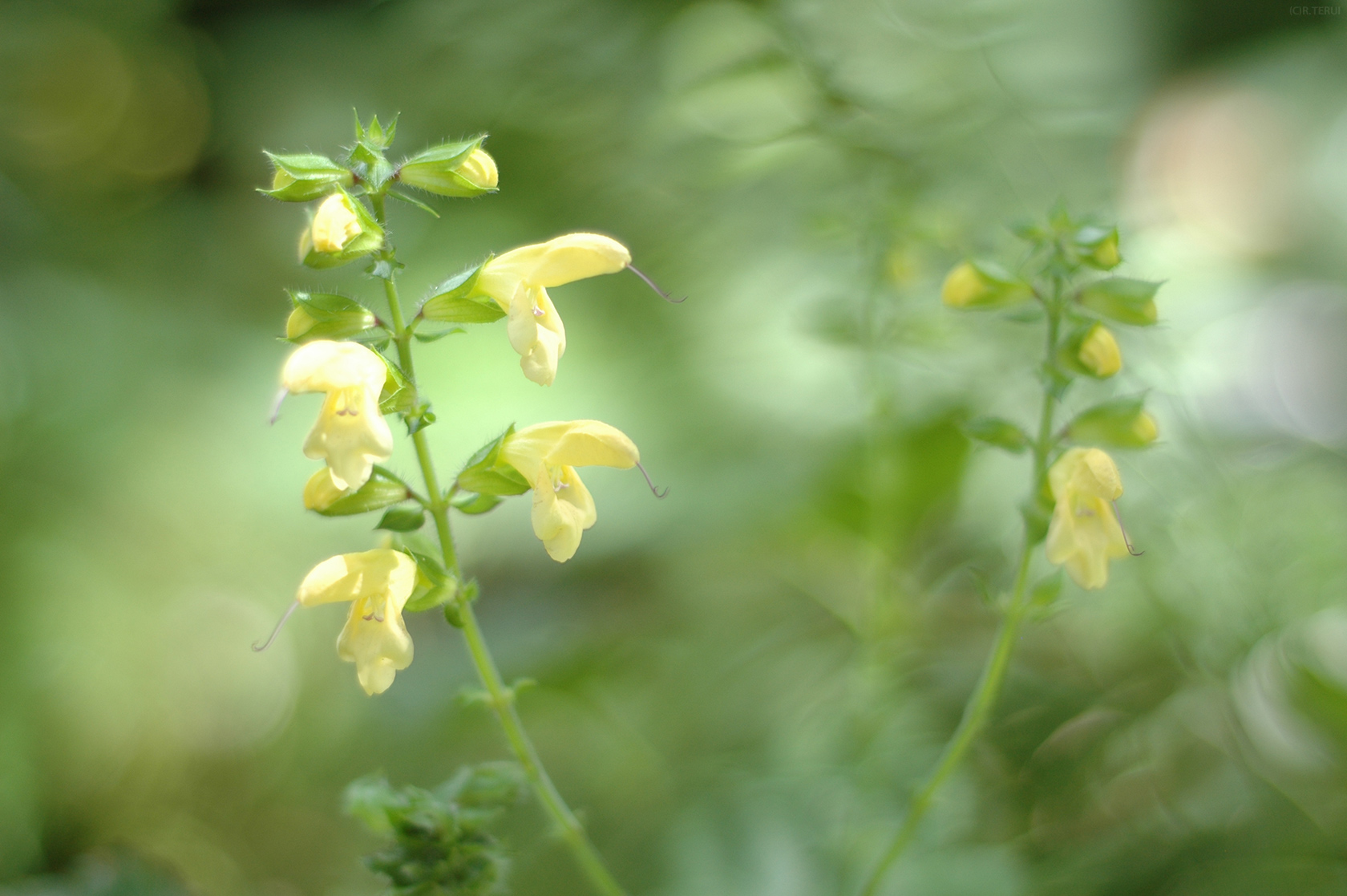 仙台市野草園　写真10　黄　花