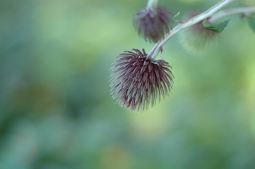 仙台市野草園　写真1