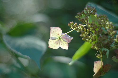 仙台市野草園　写真4