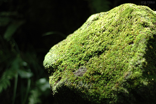 苔むす岩