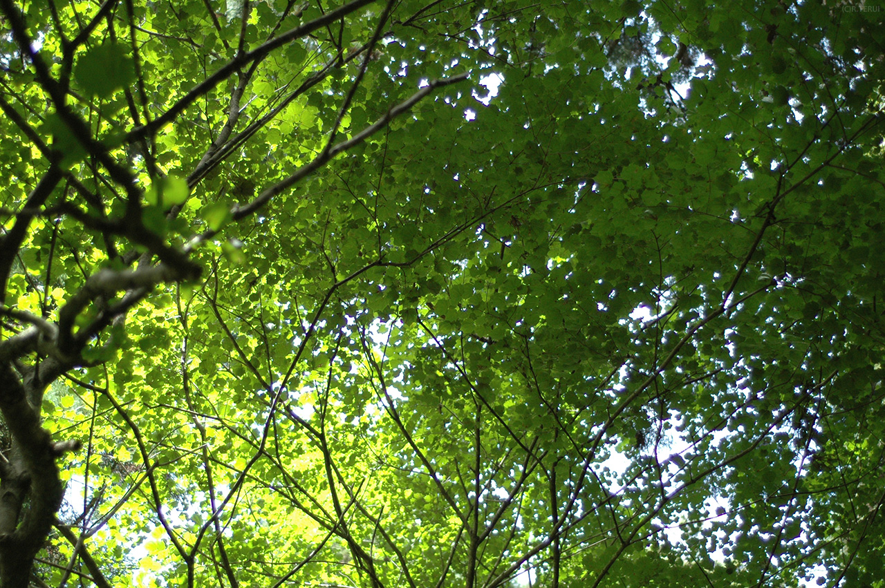 山寺　写真3　緑の葉
