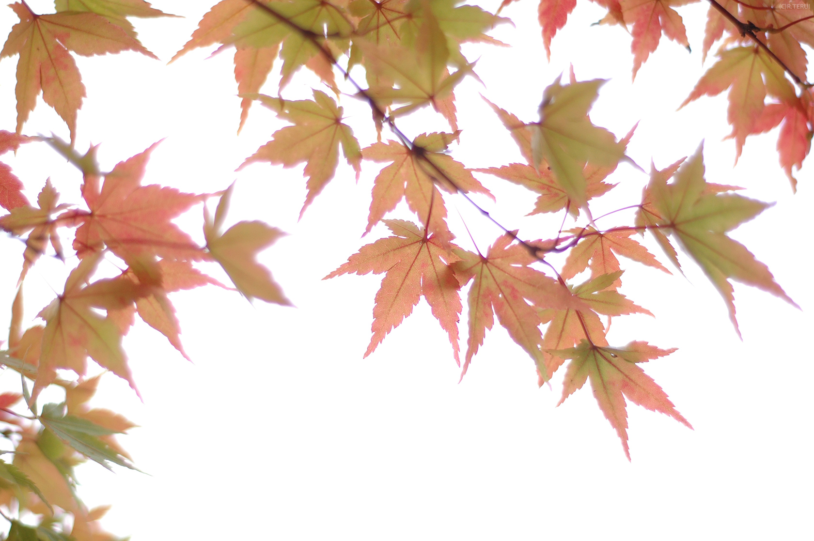 山寺　写真4　もみじ