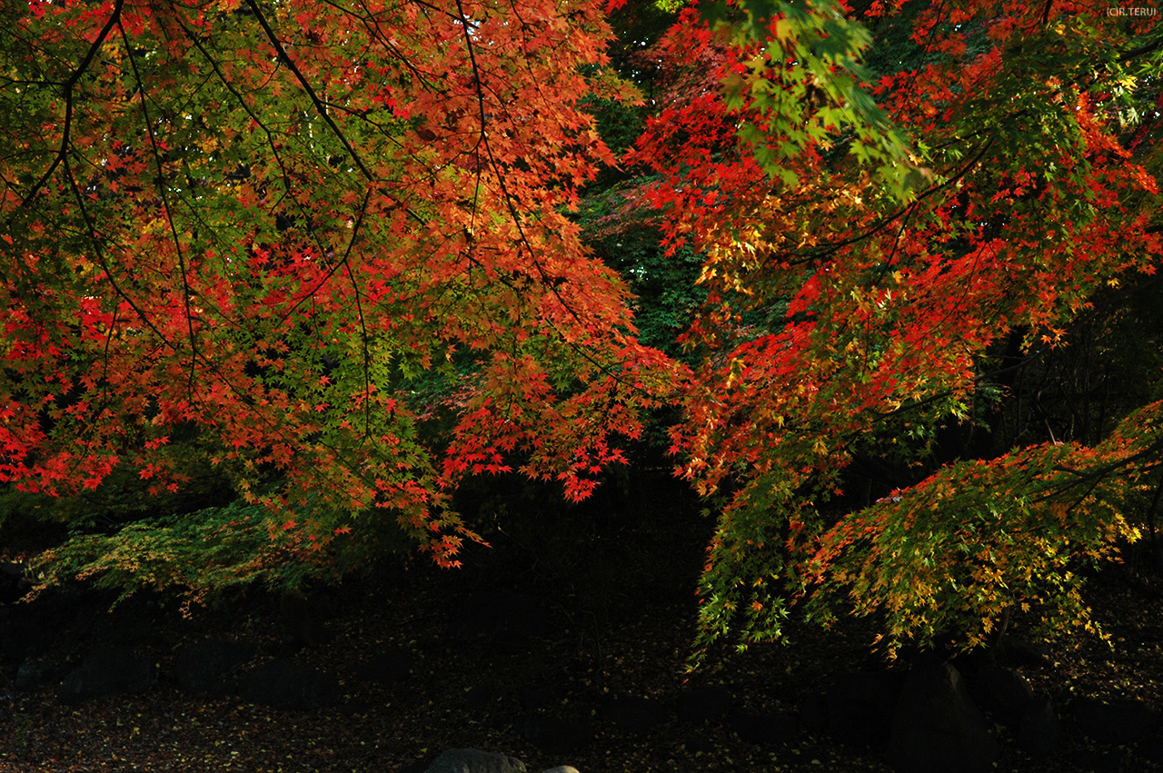 西公園　写真1　もみじ・紅葉　3色