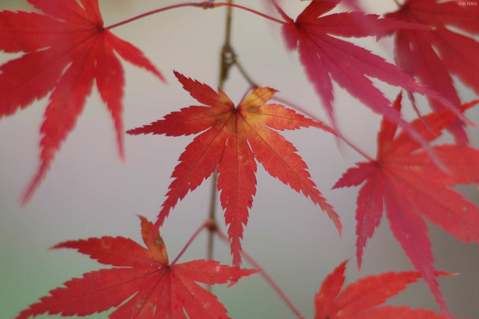 西公園　写真2　もみじ・紅葉