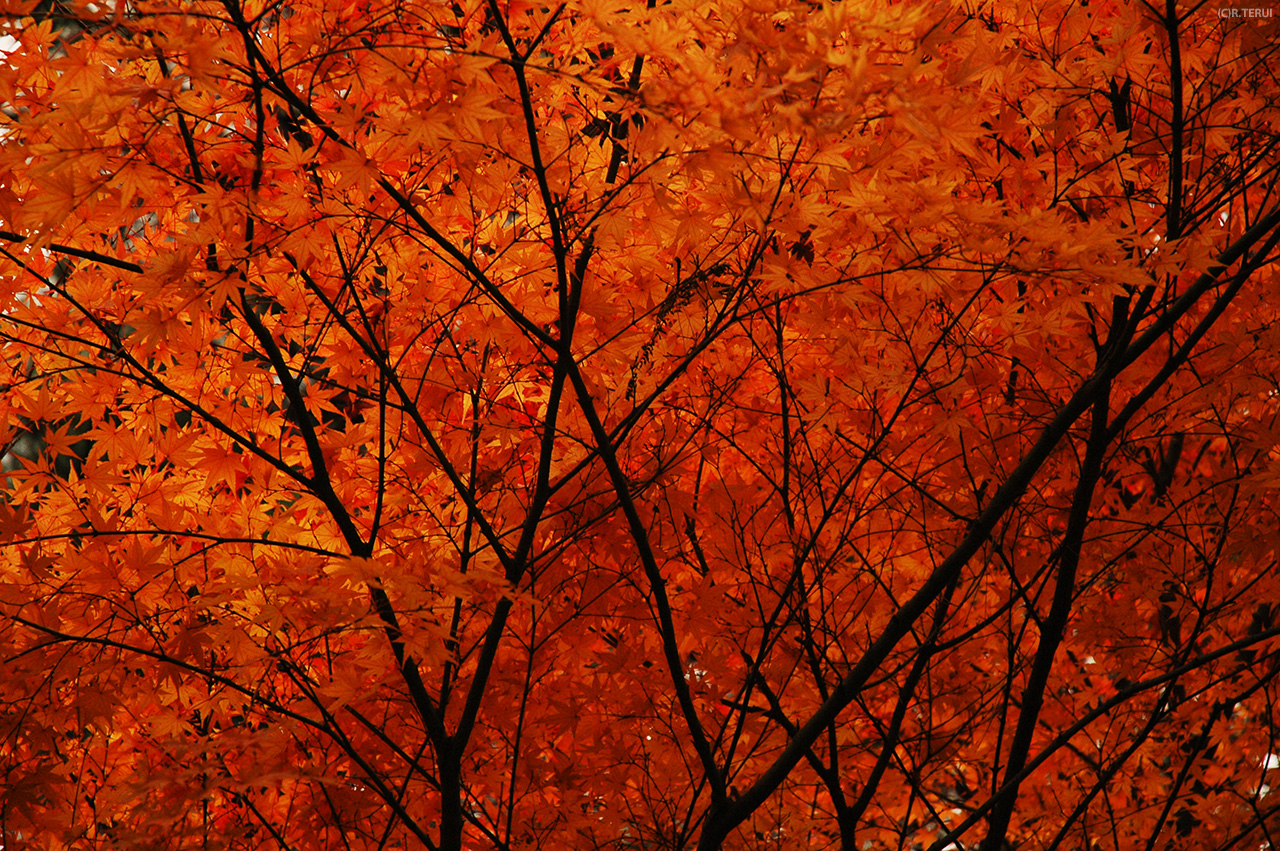 西公園　写真3　もみじ・紅葉