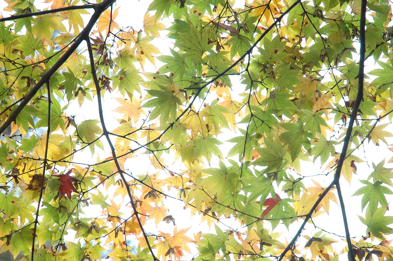 西公園　写真4　もみじ・紅葉