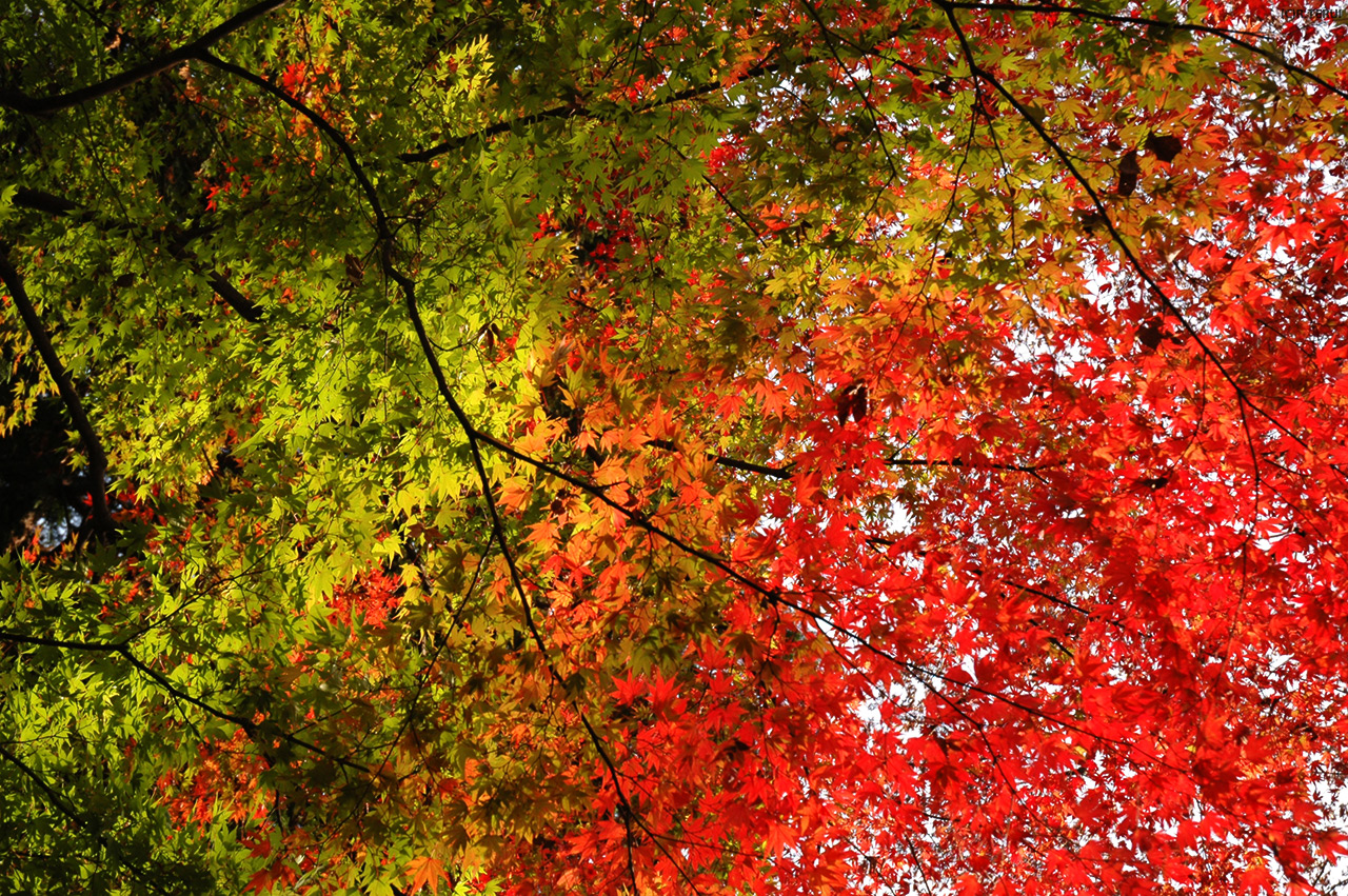 西公園　写真5　もみじ・紅葉　緑から赤