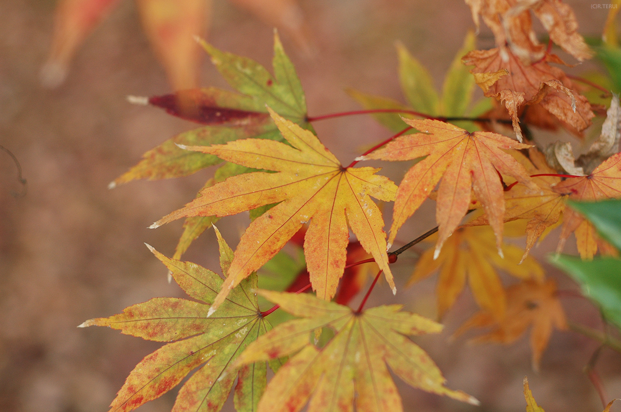 西公園　写真6　もみじ・紅葉　茶