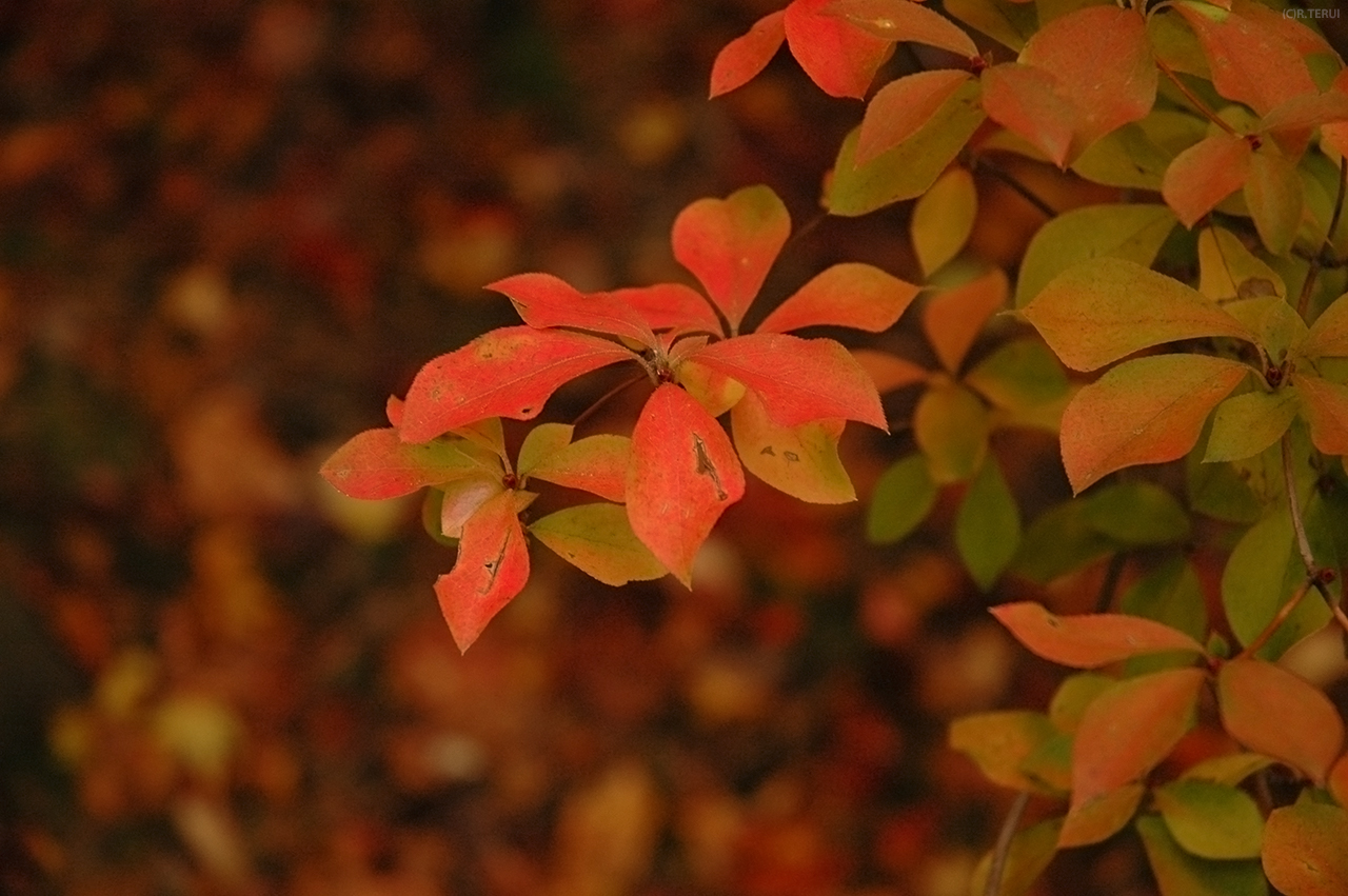 西公園　写真10　紅に染まる葉