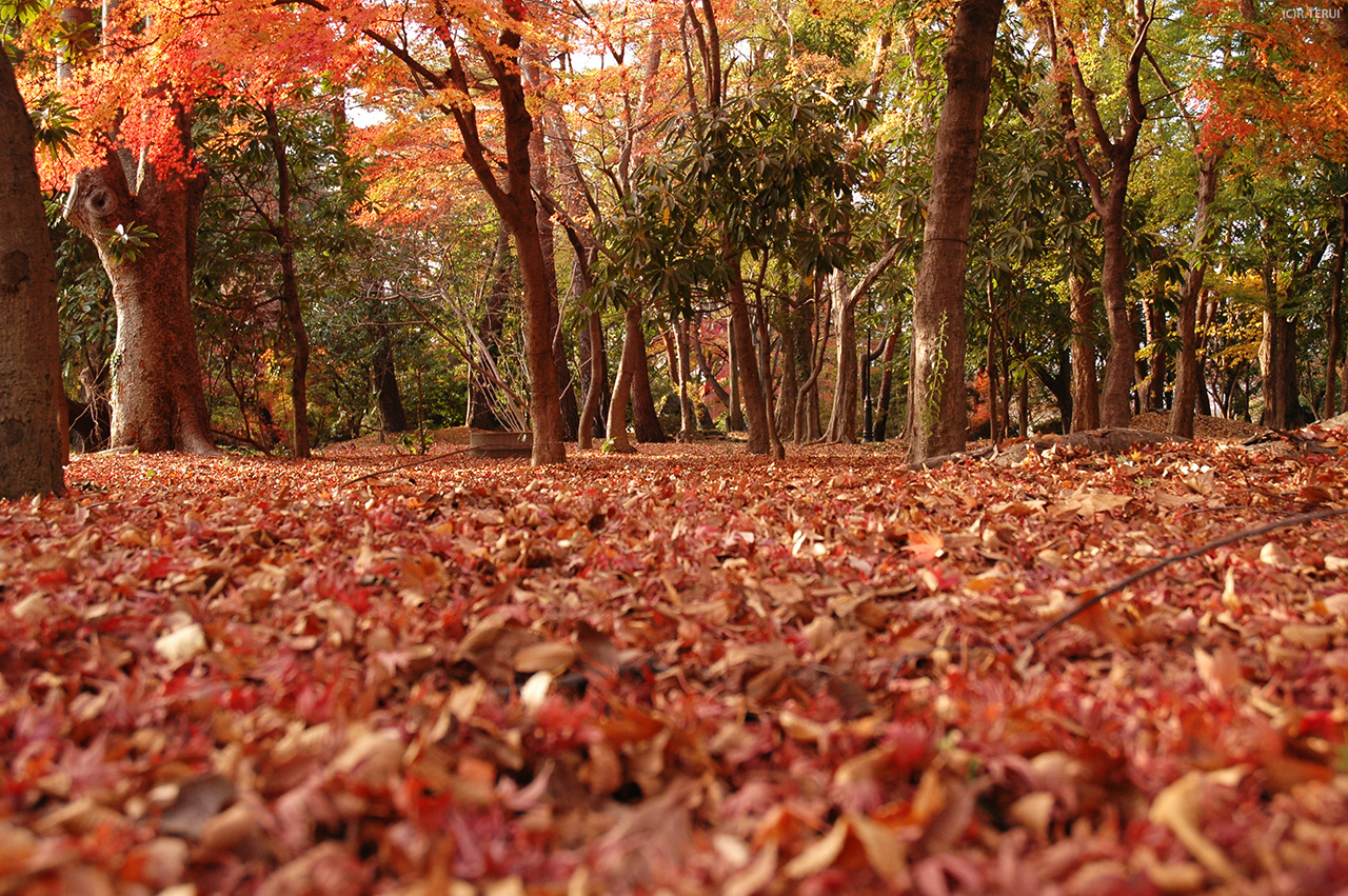 西公園　写真11　落葉の絨毯