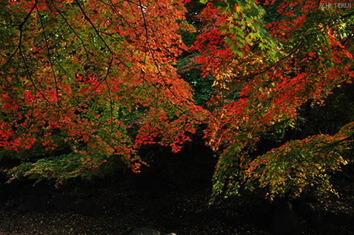 西公園　写真1