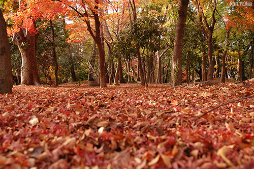 西公園　写真11