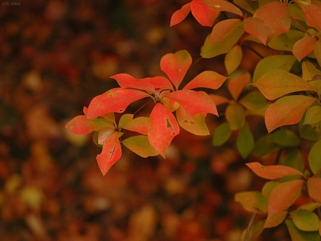 紅に染まる葉