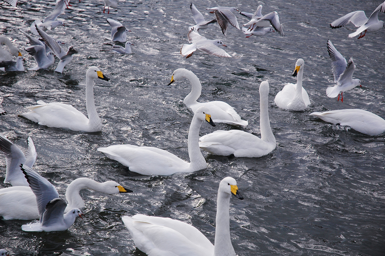 広瀬川　写真2　白鳥とカモメの群れ