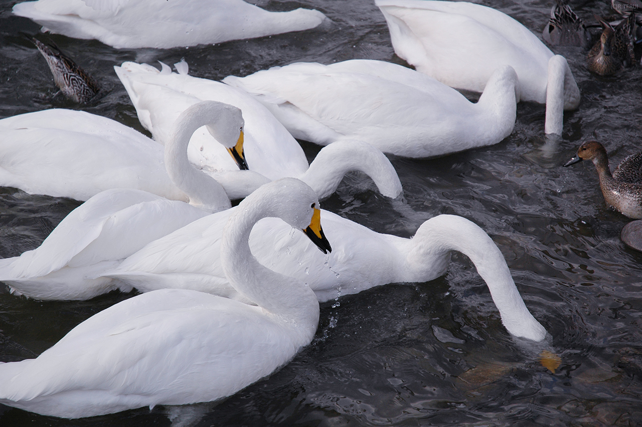 広瀬川　写真3　白鳥