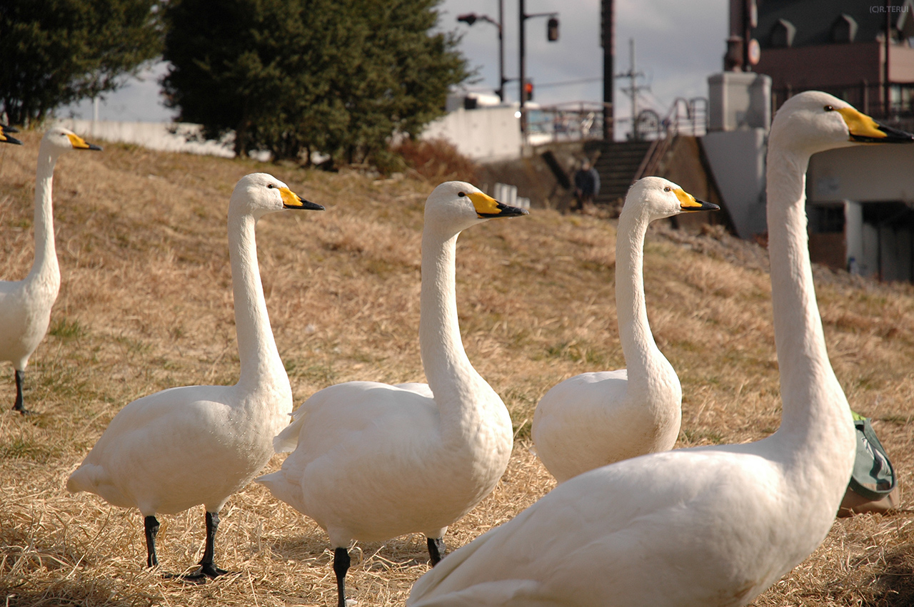 広瀬川　写真12　白鳥