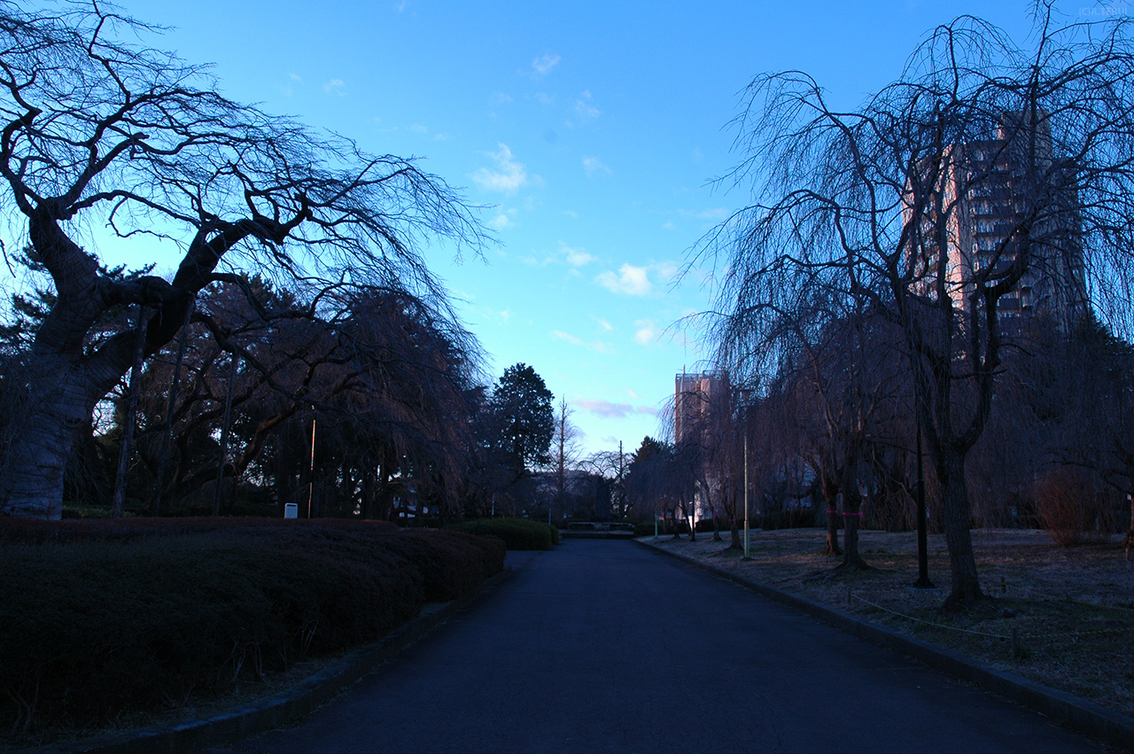 宮城野　写真8　榴岡公園