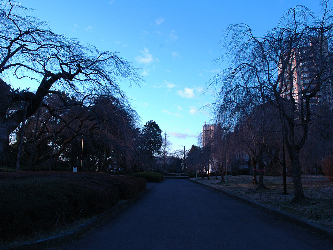 榴岡公園の朝