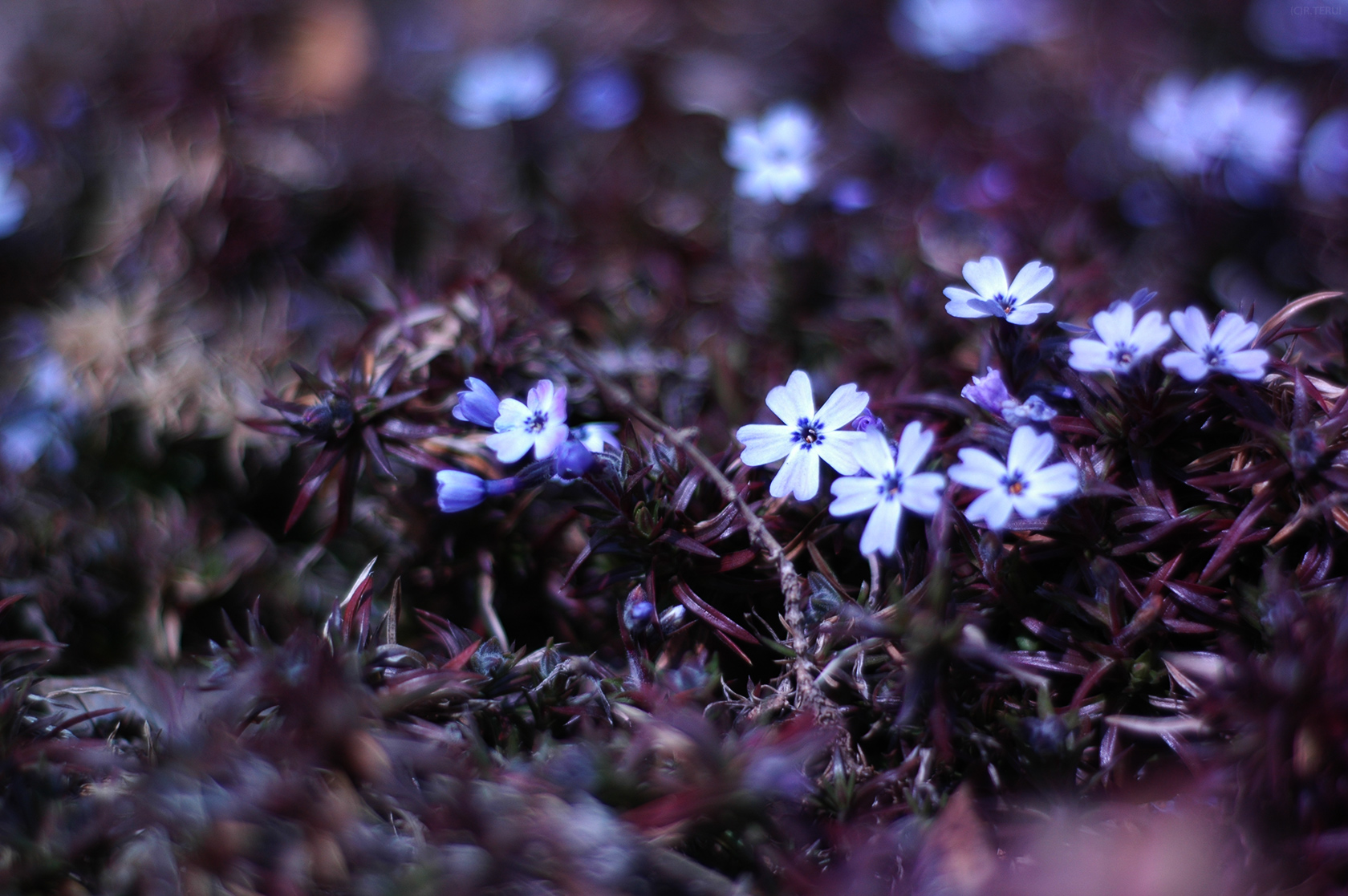 八木山　写真8　芝桜　八木山緑町