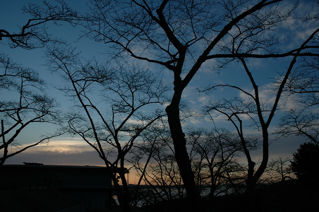 松島海岸　写真5　西行戻しの松公園　桜