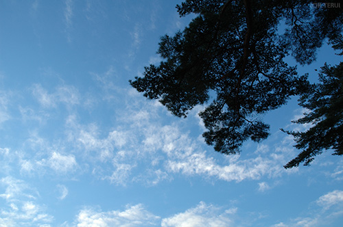 松と空　西行戻しの松公園