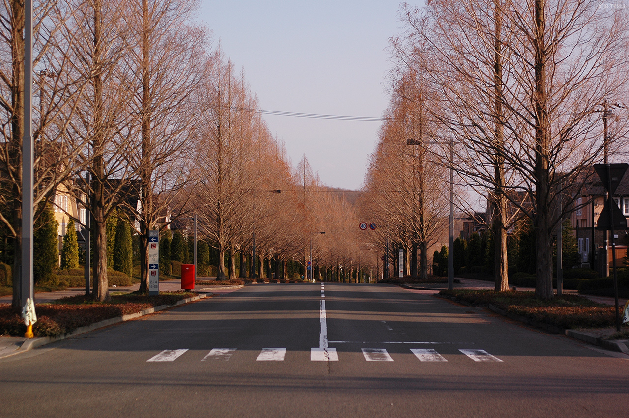 紫山　写真6　並木道