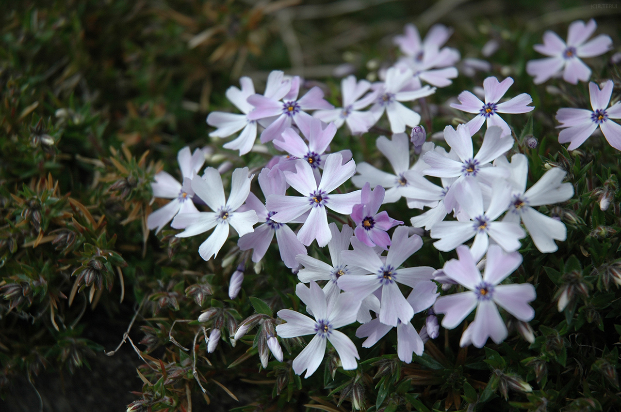 紫山　写真7　芝桜