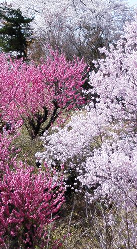 花見山　2016.4.6