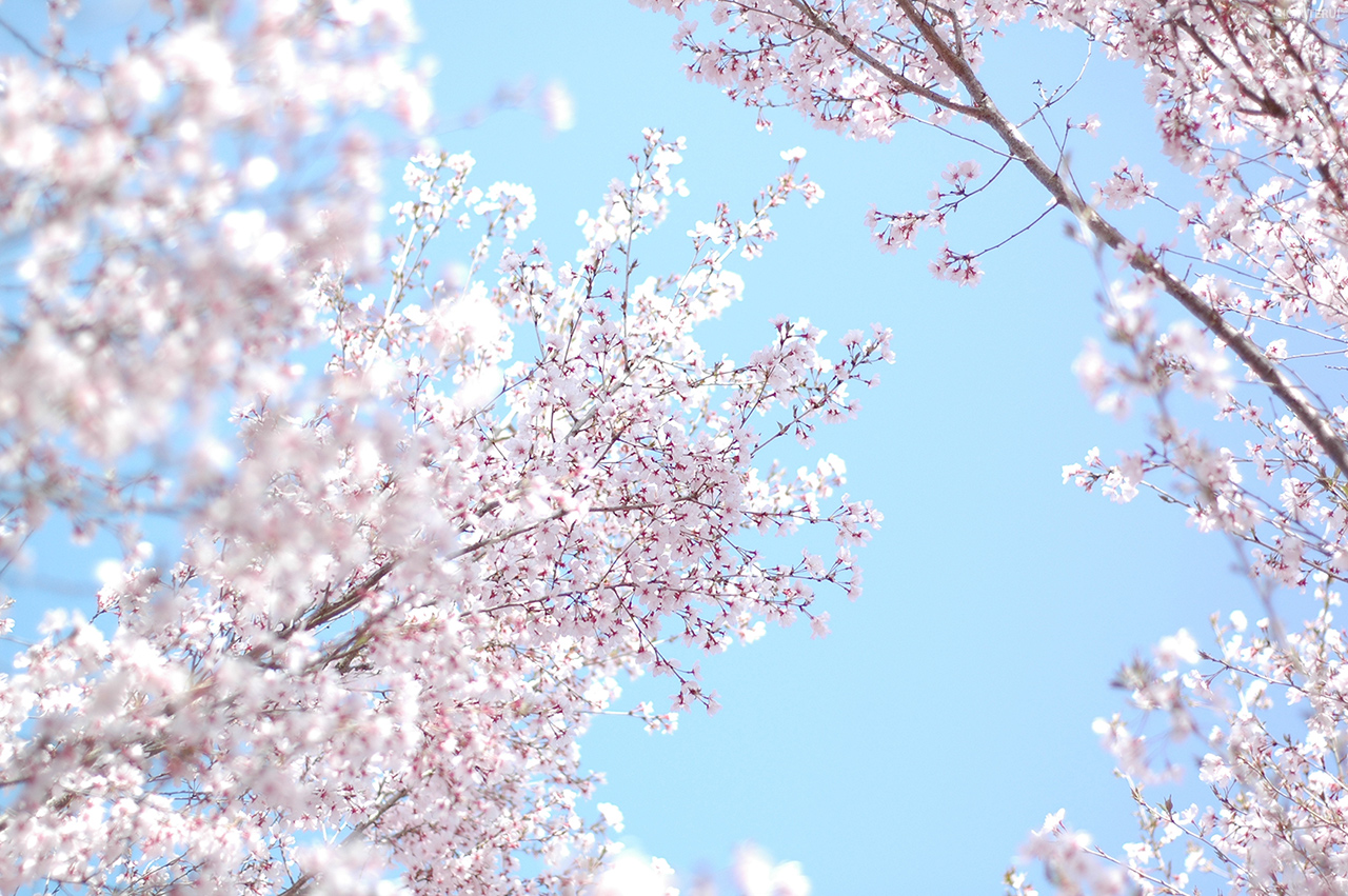 花見山　写真1　東海桜