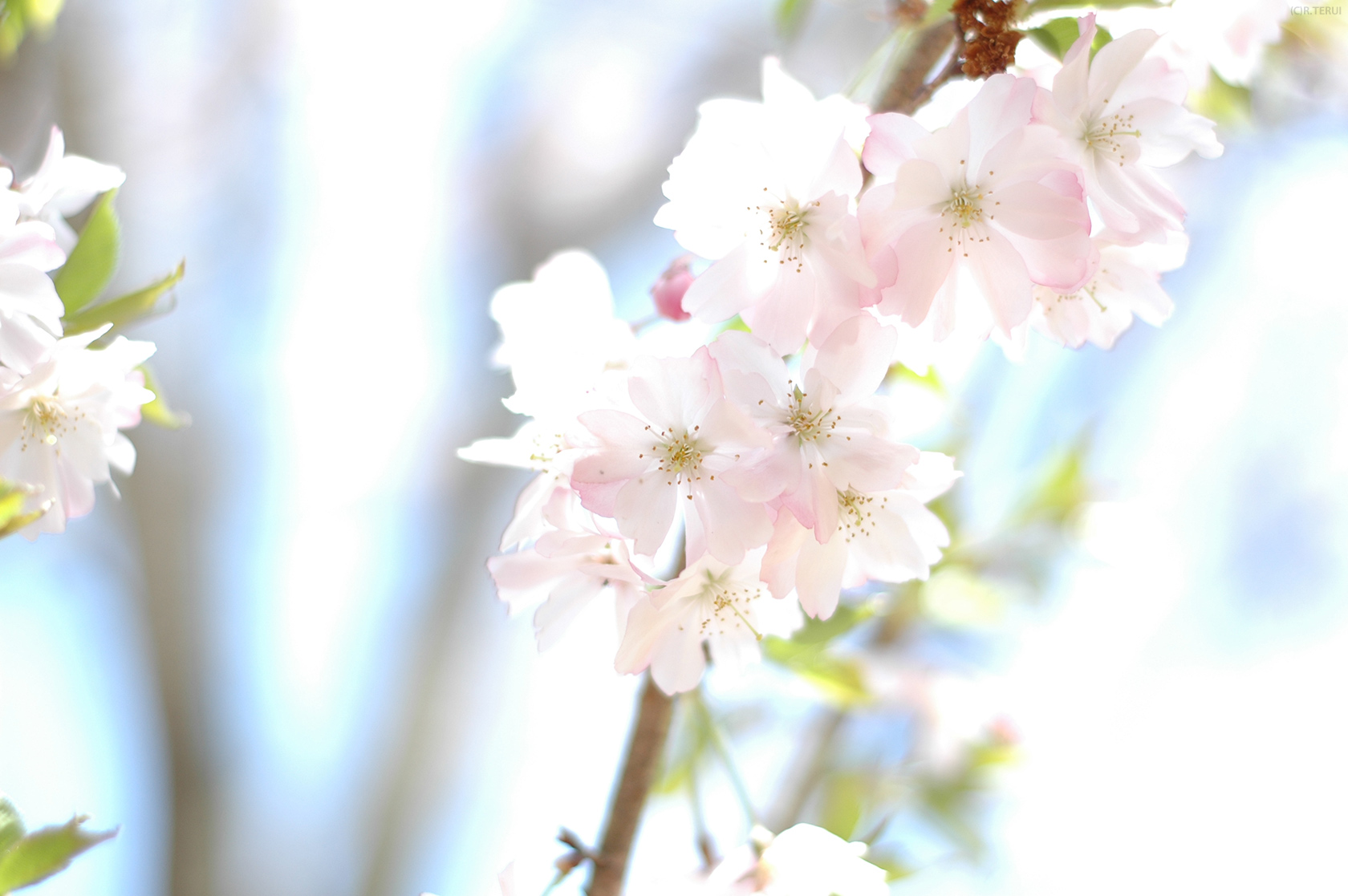 花見山　写真2　十月桜