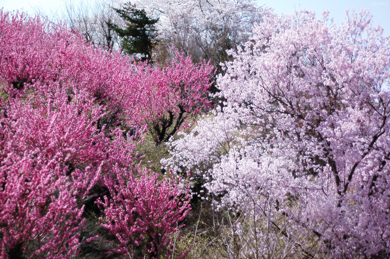 花見山　写真3　花桃と桜